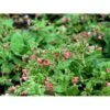 Lungeurt Pulmonaria Rubra 1 Liter Potte