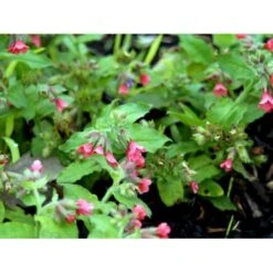 Lungeurt Pulmonaria Rubra 1 Liter Potte -Sirius Butik mi2068 pulmonaria rubra bced