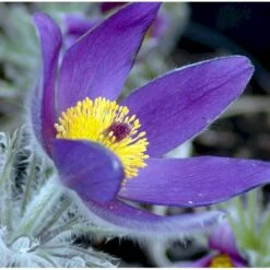 Opret Kobjælde Pulsatilla Vulgaris 10 Cm. Potte -Sirius Butik mi2072 pulsatilla vulgaris 1b07