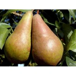 Pære 'Concorde' Pyrus Communis 'Concorde' Dværgtræ, 3-5 Grene, 6,7 Liter Potte, 80-100 Cm. -Sirius Butik mi2096 pyrus communis concorde f8ed