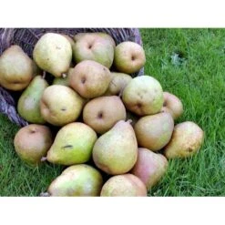 Pære 'Comice De Doyenne' Pyrus Communis 'Comice De Doyenne' 4-8 Grene. 120-160 Cm. Potte, (Kvæde A) -Sirius Butik mi2100 pyrus communis doyenne de comice 4808