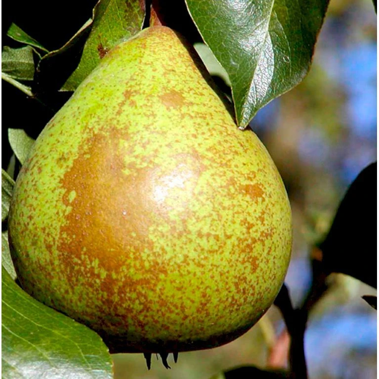 Pære 'Herrepære' Pyrus Communis 'Herrepære' Espalier 2 Etager,- Med Potte 1 Pære 'Herrepære' Pyrus Communis 'Herrepære' Espalier 2 Etager,- Med Potte