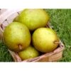 Pære 'Grev Moltke' Pyrus Communis 'Grev Moltke' 4-8 Grene. 120-160 Cm. Potte, (Kvæde A)