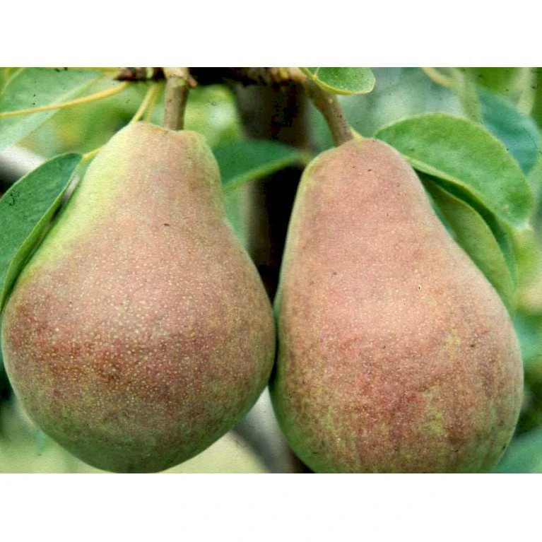 Pære 'Clapps Favorite' Pyrus Communis 'Clapps Favorite' 4-8 Grene. 120-160 Cm. Potte, (Kvæde A) 1 Pære 'Clapps Favorite' Pyrus Communis 'Clapps Favorite' 4-8 Grene. 120-160 Cm. Potte, (Kvæde A)