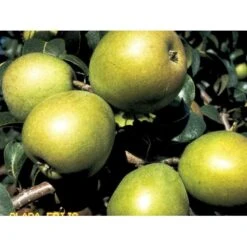 Pære 'Clara Frijs' Pyrus Communis 'Clara Frijs' Dværgtræ, 3-5 Grene, 6,7 Liter Potte, 80-100 Cm.