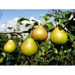 Pære 'Clara Frijs' Pyrus Communis 'Clara Frijs' Dværgtræ, 3-5 Grene, 6,7 Liter Potte, 80-100 Cm. -Sirius Butik mi2107 pyrus communis clara frijs d1cd