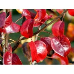 Pære 'Clara Frijs' Pyrus Communis 'Clara Frijs' Dværgtræ, 3-5 Grene, 6,7 Liter Potte, 80-100 Cm. -Sirius Butik mi2107 pyrus communis clara frijs fae7