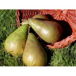 Pære 'Conference' Pyrus Communis 'Conference' Dværgtræ, 3-5 Grene, 6,7 Liter Potte, 80-100 Cm. -Sirius Butik mi2108 pyrus communis conference 7e0b