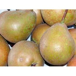 Pære 'Gråpære' Pyrus Communis 'Gråpære' Gennemgående Stamme, Med Kraftige Sidegrene, 30-35 Cm. Omkreds, Med Klump 5 Pære 'Gråpære' Pyrus Communis 'Gråpære' Gennemgående Stamme, Med Kraftige Sidegrene, 30-35 Cm. Omkreds, Med Klump -Sirius Butik mi2109 pyrus communis graapaere b356