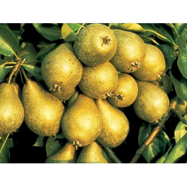 Pære 'Gråpære' Pyrus Communis 'Gråpære' Gennemgående Stamme, Med Kraftige Sidegrene, 30-35 Cm. Omkreds, Med Klump 1 Pære 'Gråpære' Pyrus Communis 'Gråpære' Gennemgående Stamme, Med Kraftige Sidegrene, 30-35 Cm. Omkreds, Med Klump