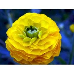 Guldknap Ranunculus Acris 'Multiplex' 1 Liter Potte -Sirius Butik mi2131 ranunculus acris multiplex 0035