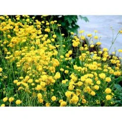 Guldknap Ranunculus Acris 'Multiplex' 1 Liter Potte -Sirius Butik mi2131 ranunculus acris multiplex 61e2