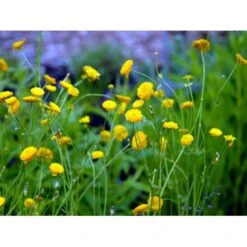 Guldknap Ranunculus Acris 'Multiplex' 1 Liter Potte -Sirius Butik mi2131 ranunculus acris multiplex a134