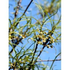 Fligbladet Tørstetræ Rhamnus Frangula 'Asplenifola' Opstammet 80 Cm. Med Potte 6 Fligbladet Tørstetræ Rhamnus Frangula 'Asplenifola' Opstammet 80 Cm. Med Potte -Sirius Butik mi2137 rhamnus frangula aspleniifolia 3eec