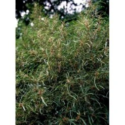 Fligbladet Tørstetræ Rhamnus Frangula 'Asplenifola' Opstammet 80 Cm. Med Potte 7 Fligbladet Tørstetræ Rhamnus Frangula 'Asplenifola' Opstammet 80 Cm. Med Potte -Sirius Butik mi2137 rhamnus frangula aspleniifolia 61ff