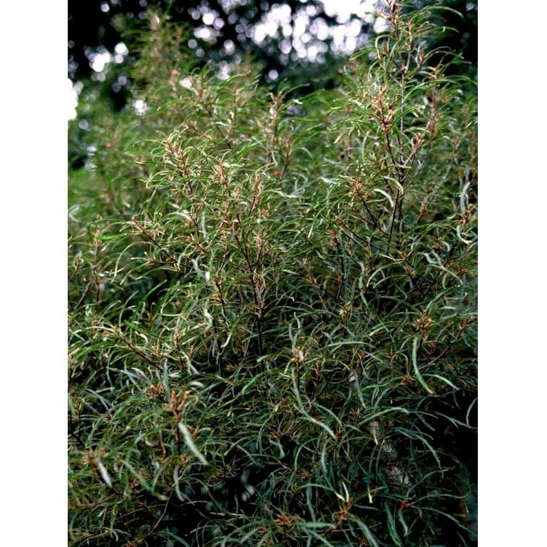 Fligbladet Tørstetræ Rhamnus Frangula 'Asplenifola' Opstammet 80 Cm. Med Potte 4 Fligbladet Tørstetræ Rhamnus Frangula 'Asplenifola' Opstammet 80 Cm. Med Potte - Billede 4