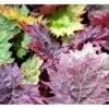 Prydrabarber Rheum Palmatum Var. Tanguticum 1 Liter Potte