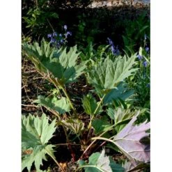 Prydrabarber Rheum Palmatum Var. Tanguticum 1 Liter Potte -Sirius Butik mi2138 rheum palmatum var tanguticum e625