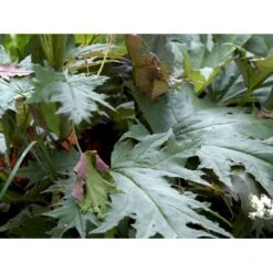 Prydrabarber Rheum Palmatum Var. Tanguticum 1 Liter Potte -Sirius Butik mi2138 rheum palmatum var tanguticum ed9f