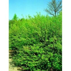 Fjeldribs 'Dima' Ribes Alpinum 'Dima' 3,5 Liter Potte -Sirius Butik mi2146 ribes alpinum dima 570e