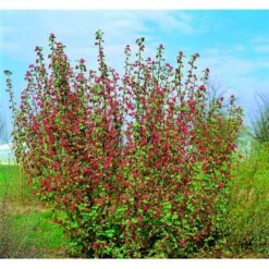 Blodribs 'Koja' Ribes Sanguineum 'Koja' 5 Liter Potte -Sirius Butik mi2149 ribes sanguineum koja dc84