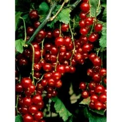 Ribs 'Stanza' Ribes Rubrum 'Stanza' 3,5 Liter Potte -Sirius Butik mi2151 ribes rubrum stanza 1c92