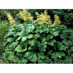 Kastanjebladet Bronzeblad Rodgersia Aesculifolia 1 Liter Potte -Sirius Butik mi2165 rodgersia aesculifolia 1957