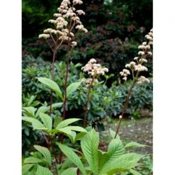 Kastanjebladet Bronzeblad Rodgersia Aesculifolia 1 Liter Potte -Sirius Butik mi2165 rodgersia aesculifolia 75b3