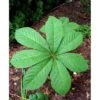 Kastanjebladet Bronzeblad Rodgersia Aesculifolia 1 Liter Potte