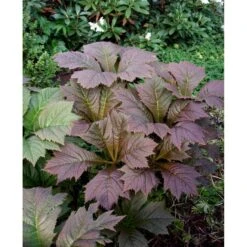 Bronzeblad Rodgersia Podophylla 1 Liter Potte -Sirius Butik mi2171 rodgersia podophylla 0568