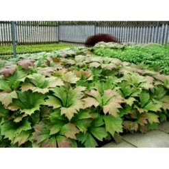 Bronzeblad Rodgersia Podophylla 1 Liter Potte -Sirius Butik mi2171 rodgersia podophylla 94b4