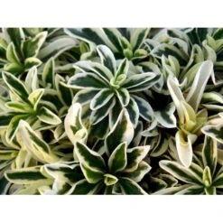 Kalkkarse 'Old Gold' Arabis Ferdinandi-coburgi 'Old Gold' 10 Cm. Potte -Sirius Butik mi219 arabis ferdinandi coburgi old gold 128d