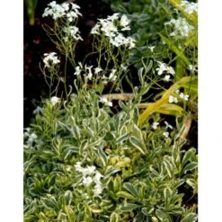 Kalkkarse 'Old Gold' Arabis Ferdinandi-coburgi 'Old Gold' 10 Cm. Potte -Sirius Butik mi219 arabis ferdinandi coburgi old gold a5cc