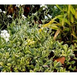 Kalkkarse 'Old Gold' Arabis Ferdinandi-coburgi 'Old Gold' 10 Cm. Potte -Sirius Butik mi219 arabis ferdinandi coburgi old gold ecdc