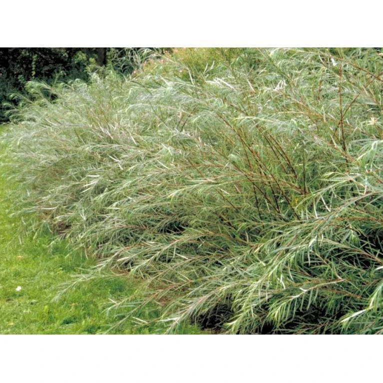 Rosmarinpil Salix Repens 'Rosmarinifolia' Potte 7,5 Liter 80-100 Cm. 4 Rosmarinpil Salix Repens 'Rosmarinifolia' Potte 7,5 Liter 80-100 Cm. - Billede 4