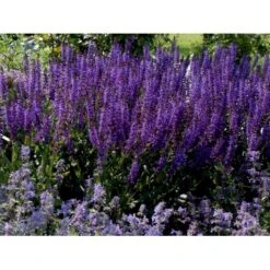Staude-Salvie Salvia Nemorosa 'Mainacht' 1 Liter Potte 13 Staude-Salvie Salvia Nemorosa 'Mainacht' 1 Liter Potte -Sirius Butik mi2296 salvia nemorosa mainacht 9bc0