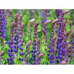 Staude-Salvie Salvia Nemorosa 'Ostfriesland' 3,0 Liter Potte 9 Staude-Salvie Salvia Nemorosa 'Ostfriesland' 3,0 Liter Potte -Sirius Butik mi2297 salvia nemorosa ostfriesland 0f74