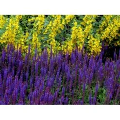 Staude-Salvie Salvia Nemorosa 'Ostfriesland' 3,0 Liter Potte 11 Staude-Salvie Salvia Nemorosa 'Ostfriesland' 3,0 Liter Potte -Sirius Butik mi2297 salvia nemorosa ostfriesland 6c42