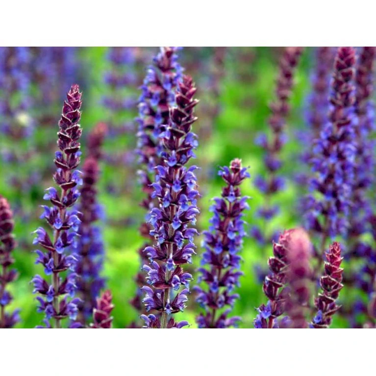 Staude-Salvie Salvia Nemorosa 'Ostfriesland' 3,0 Liter Potte 5 Staude-Salvie Salvia Nemorosa 'Ostfriesland' 3,0 Liter Potte - Billede 5