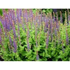 Staude-Salvie Salvia Nemorosa 'Ostfriesland' 3,0 Liter Potte 8 Staude-Salvie Salvia Nemorosa 'Ostfriesland' 3,0 Liter Potte -Sirius Butik mi2297 salvia nemorosa ostfriesland bbd7