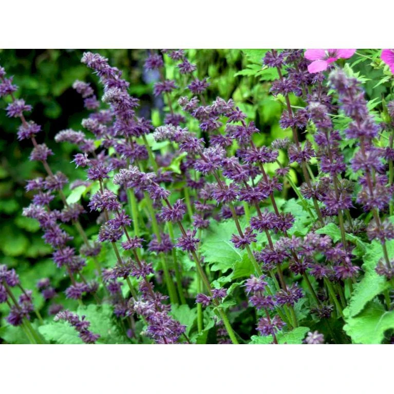 Kranssalvie Salvia Verticillata 'Purple Rain' 1 Liter Potte 7 Kranssalvie Salvia Verticillata 'Purple Rain' 1 Liter Potte - Billede 7