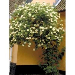 Almindelig Hyld Sambucus Nigra Potte 7,5 Liter 100-125 Cm. -Sirius Butik mi2308 sambucus nigra 1703