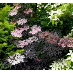 Hyld 'Black Lace' Sambucus Nigra 'Black Lace' 5 Liter Potte -Sirius Butik mi2319 sambucus nigra black lace 1165