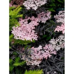 Hyld 'Black Lace' Sambucus Nigra 'Black Lace' 5 Liter Potte -Sirius Butik mi2319 sambucus nigra black lace bb1d
