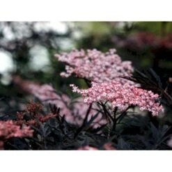 Hyld 'Black Lace' Sambucus Nigra 'Black Lace' 5 Liter Potte -Sirius Butik mi2319 sambucus nigra black lace ff7e