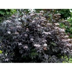 Hyld 'Black Beauty' (R) Sambucus Nigra 'Black Beauty' (r) 3,5 Liter Potte -Sirius Butik mi2321 sambucus nigra black beauty 575f