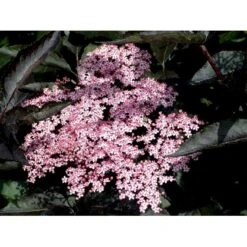 Hyld 'Black Beauty' (R) Sambucus Nigra 'Black Beauty' (r) 3,5 Liter Potte -Sirius Butik mi2321 sambucus nigra black beauty 8f4f