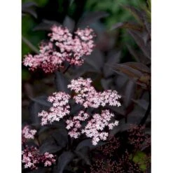 Hyld 'Black Beauty' (R) Sambucus Nigra 'Black Beauty' (r) 3,5 Liter Potte -Sirius Butik mi2321 sambucus nigra black beauty a5c9