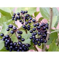 Storfrugtet Hyldebær 'Korsør' Sambucus Nigra 'Korsør' 5 Liter Potte -Sirius Butik mi2325 sambucus nigra korsor 6531