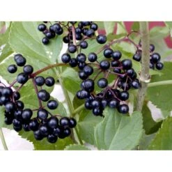 Storfrugtet Hyldebær 'Korsør' Sambucus Nigra 'Korsør' 5 Liter Potte -Sirius Butik mi2325 sambucus nigra korsor 79a5